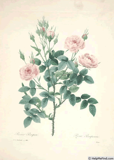 'Pompon Commun' rose photo