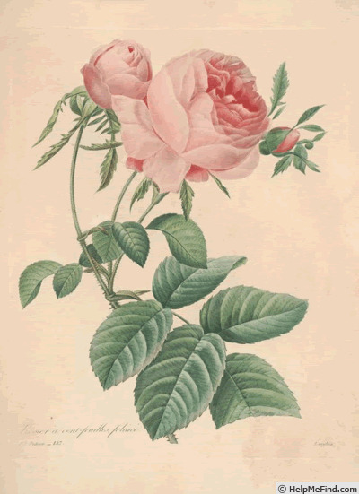 'Rosa centifolia foliacea' rose photo