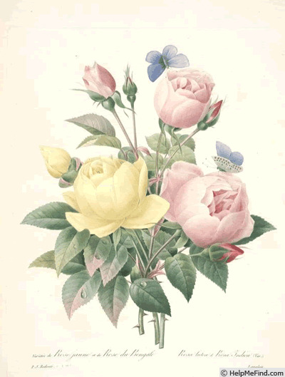 '<I>Rosa indica fragrans</i> Redout. & Thory synonym' rose photo