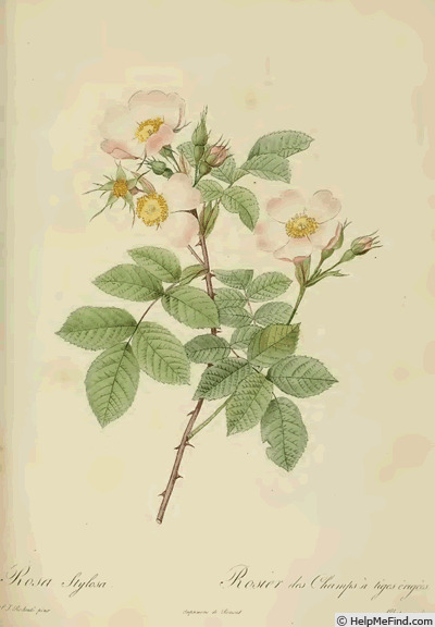 'R. stylosa' rose photo