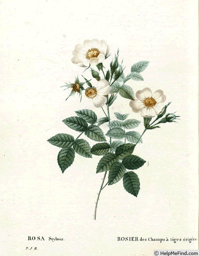 'R. stylosa' rose photo