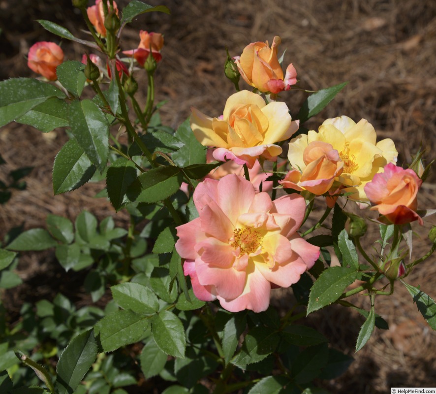 'Calypso Sun' rose photo