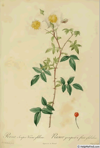 'R. sempervirens globosa' rose photo