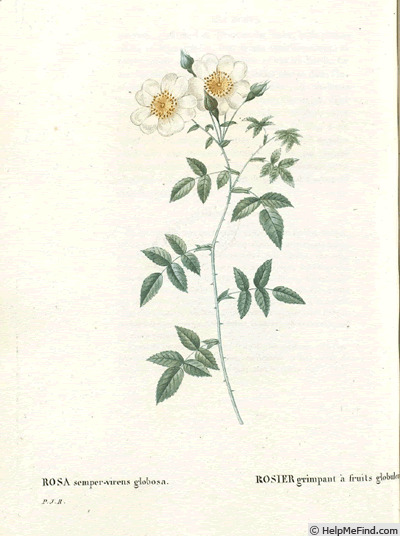 'R. sempervirens globosa' rose photo
