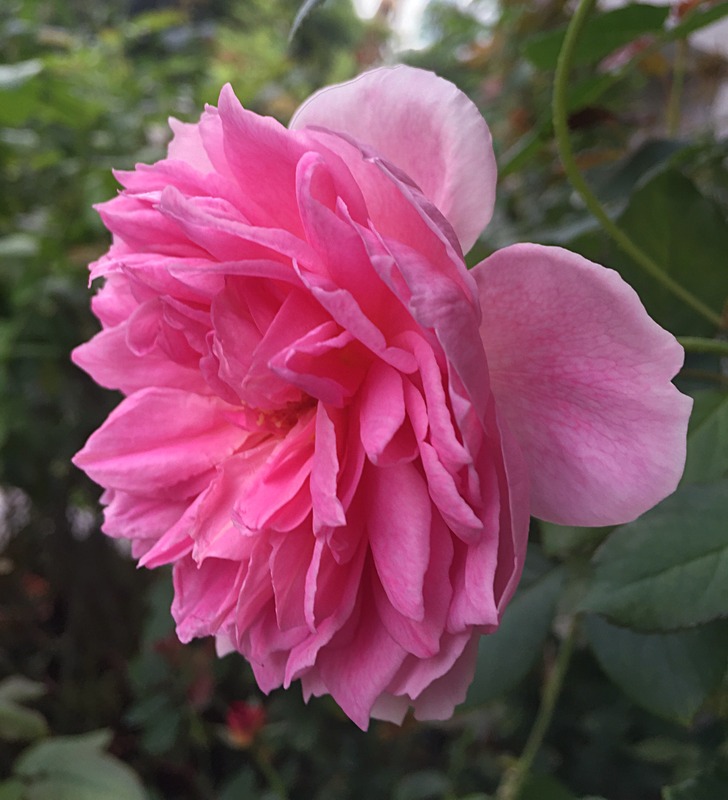 'The Ingenious Mr. Fairchild' rose photo