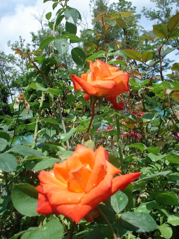 'France Libre ®' rose photo