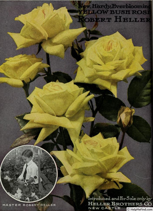 'Robert Heller' rose photo