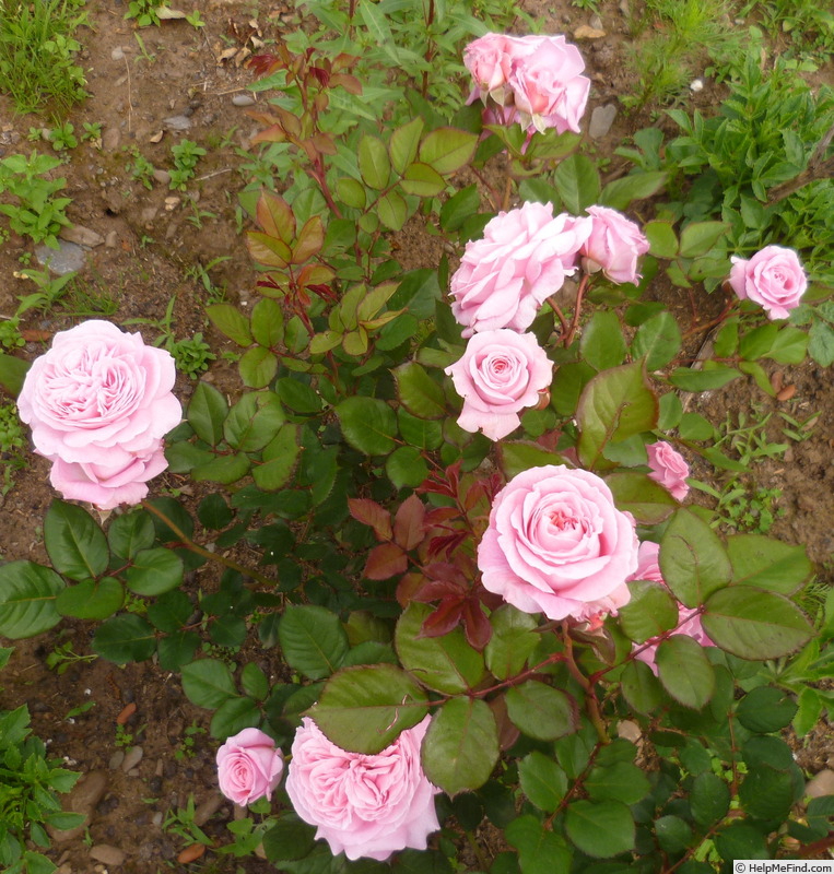 'Rosengräfin Marie Henriette ®' rose photo