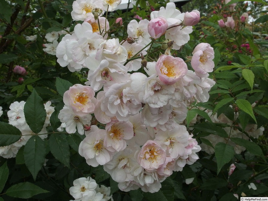 'Habruxa Dezent' rose photo