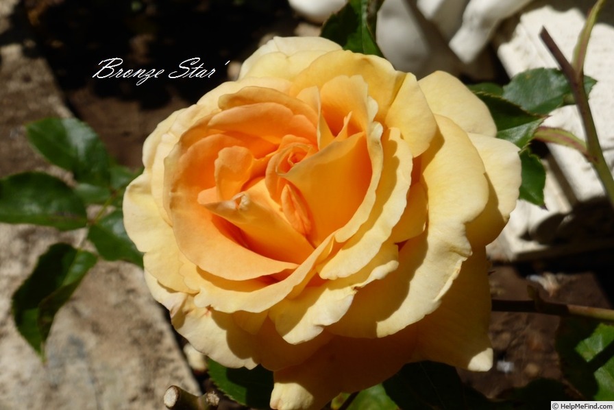 'Bronze Star ™ (hybrid tea, Weeks, 2000)' rose photo