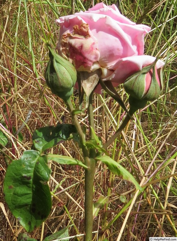 'Peaceful' rose photo