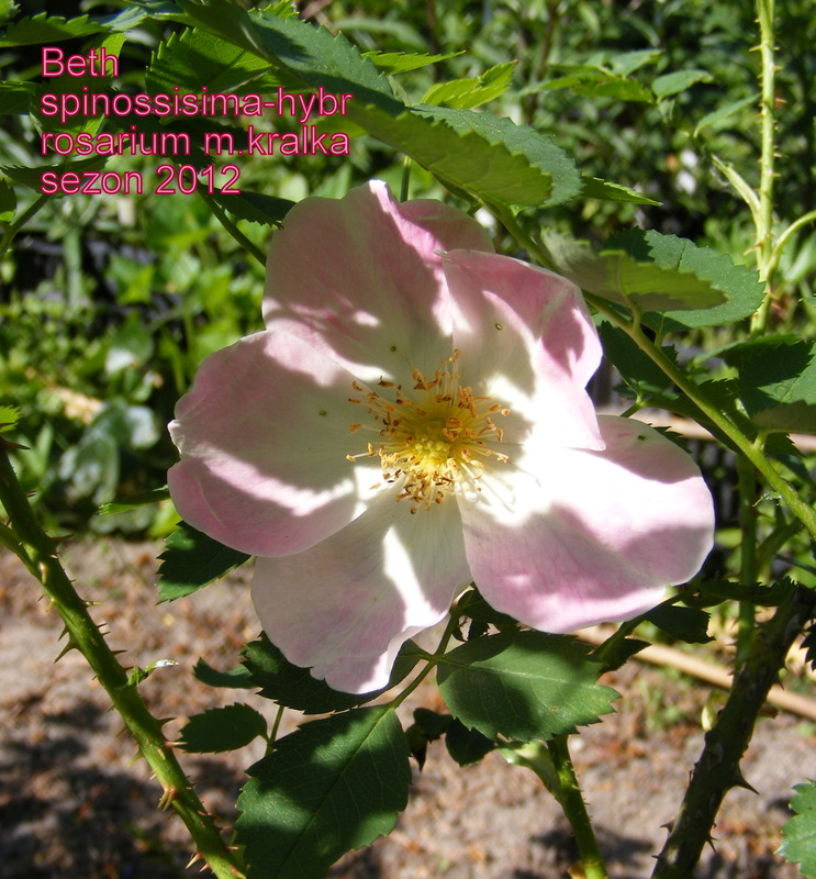'Beth (Hybrid Spin., Mertens, 1973)' rose photo