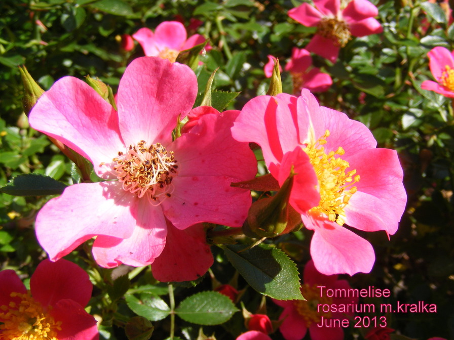 'Tommelise' rose photo