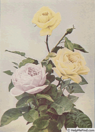 'Sunset (tea, Henderson, 1883)' rose photo