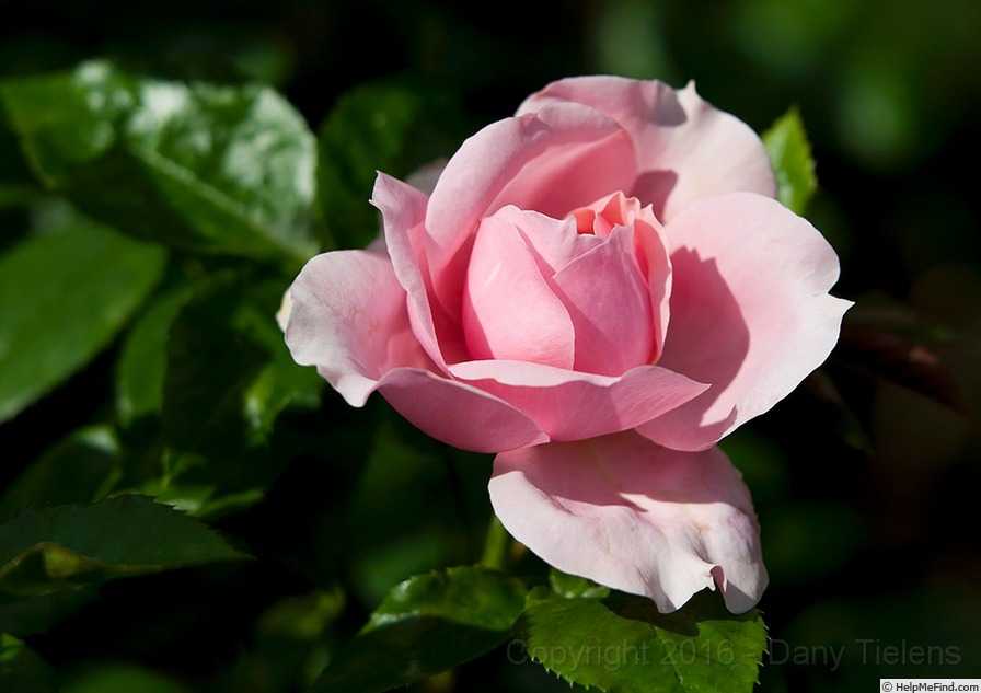 'Schöne Maid ®' rose photo