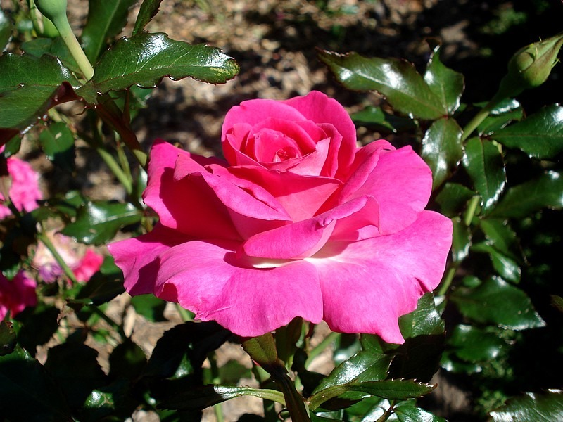 'France Bleu ®' rose photo