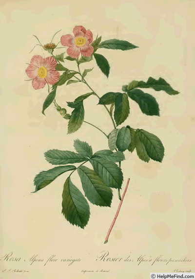'<i>Rosa alpina</i> flore variegato' rose photo