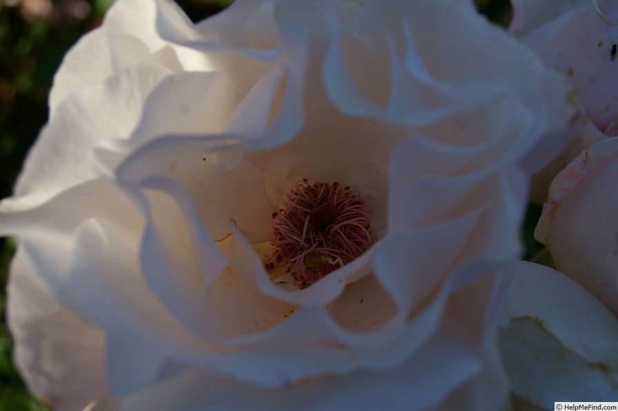 'Marie-Louise Mathian' rose photo