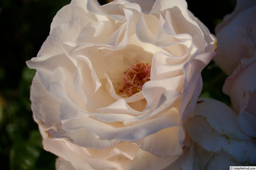 'Marie-Louise Mathian' rose photo