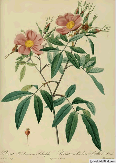 '<i>Rosa hudsoniana</i> subtaxon <i>salicifolia</i> Thory synonym' rose photo