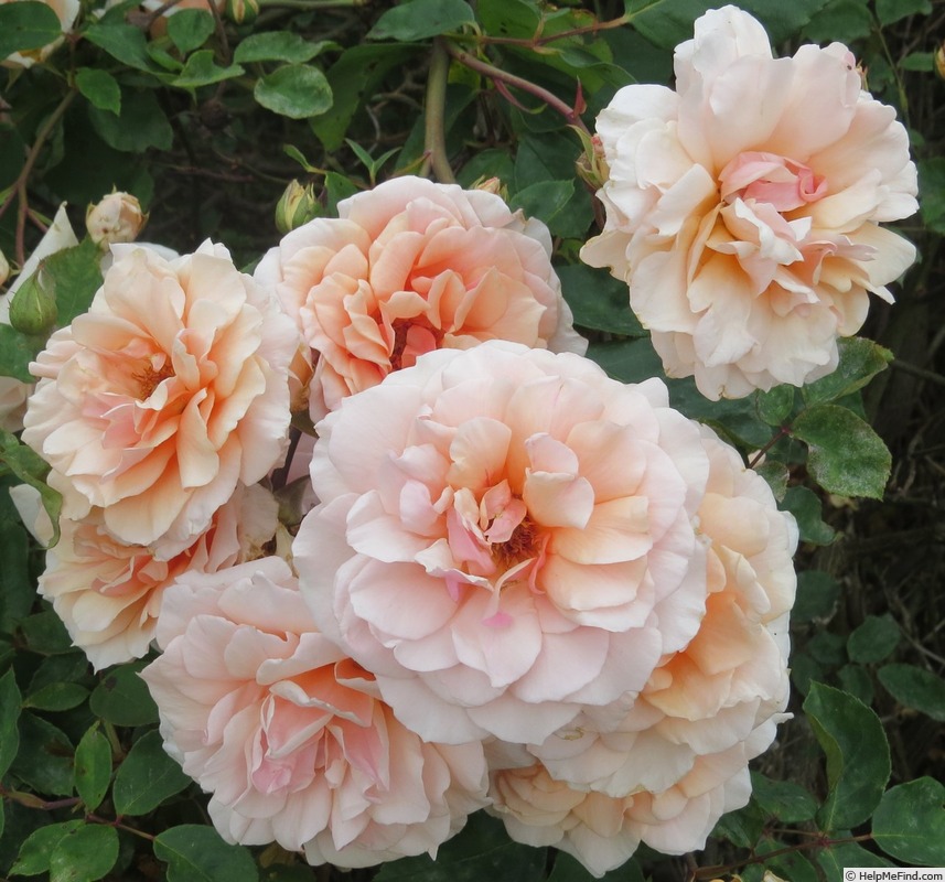 'Sunlit' rose photo
