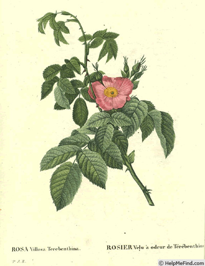 '<i>Rosa villosa terebenthina </i>' rose photo