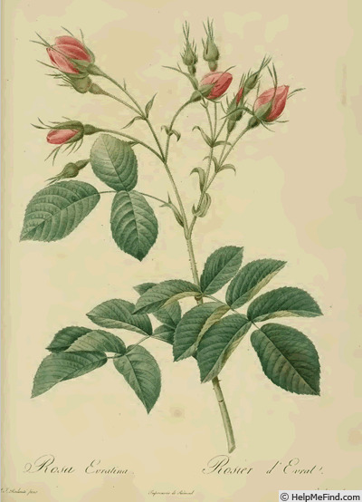'<i>Rosa villosa Evrathiana</i> Red. & Thory' rose photo