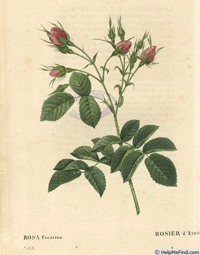 '<i>Rosa villosa Evrathiana</i> Red. & Thory' rose photo