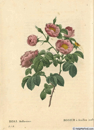 '<i>Rosa mollissima flore submultiplici</i>' rose photo