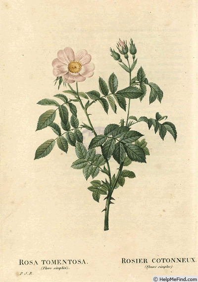 '<i>Rosa tomentosa flore simplici</i> Red. & Thory' rose photo