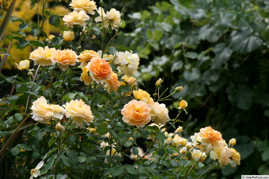 'Molineux' rose, click to enlarge 'Molineux' rose photo