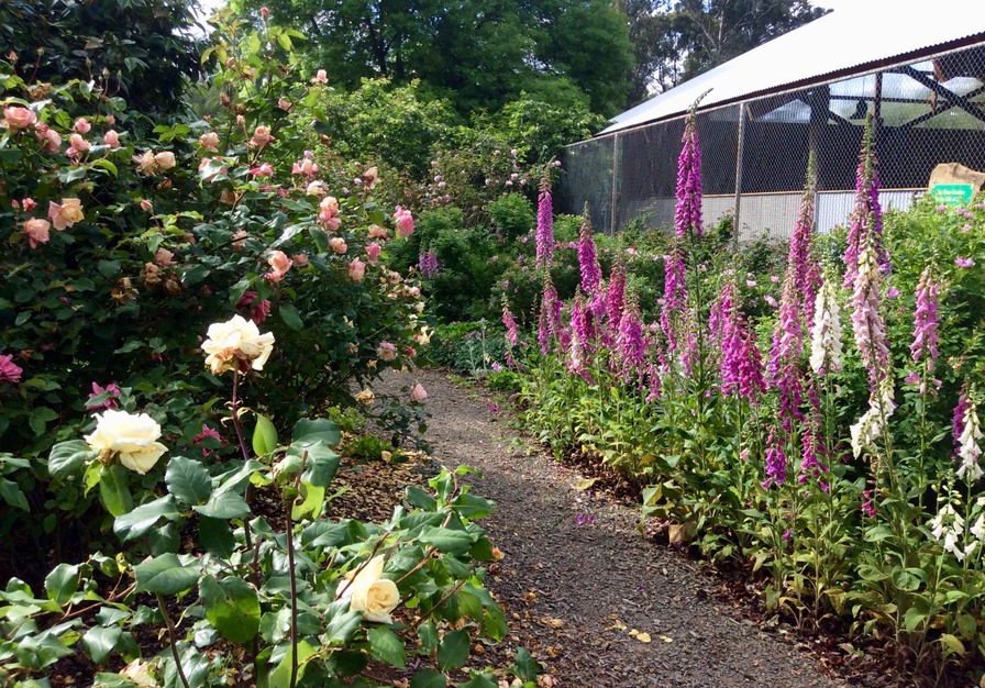 'Marysville Memorial Rose Garden'  photo