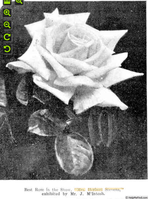'Mrs. Herbert Stevens' rose photo