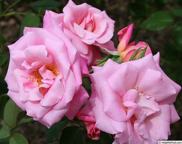 'Carmenta' rose photo