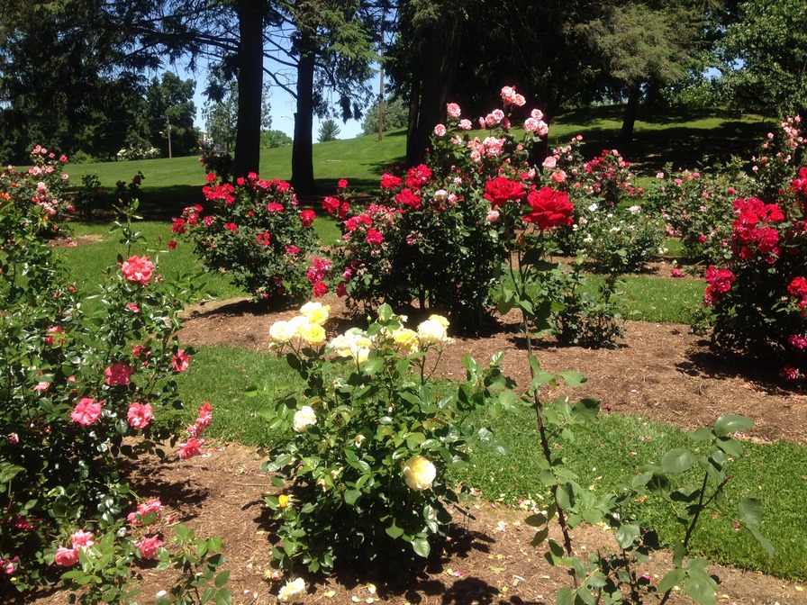 'John A. Fritz Memorial Rose Garden, Buchanan Park, Lancaster, PA'  photo