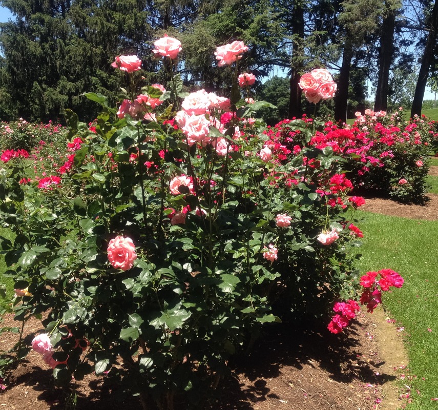 'John A. Fritz Memorial Rose Garden, Buchanan Park, Lancaster, PA'  photo
