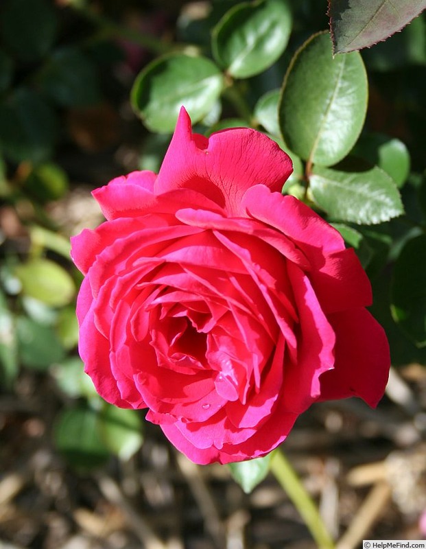 'Olympias' rose photo