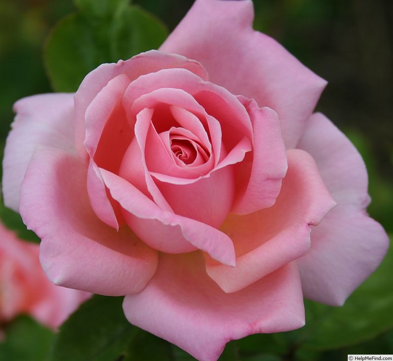 'Overlander' rose photo