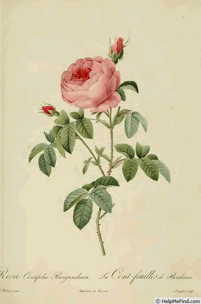 'Rosa centifolia minor' rose photo