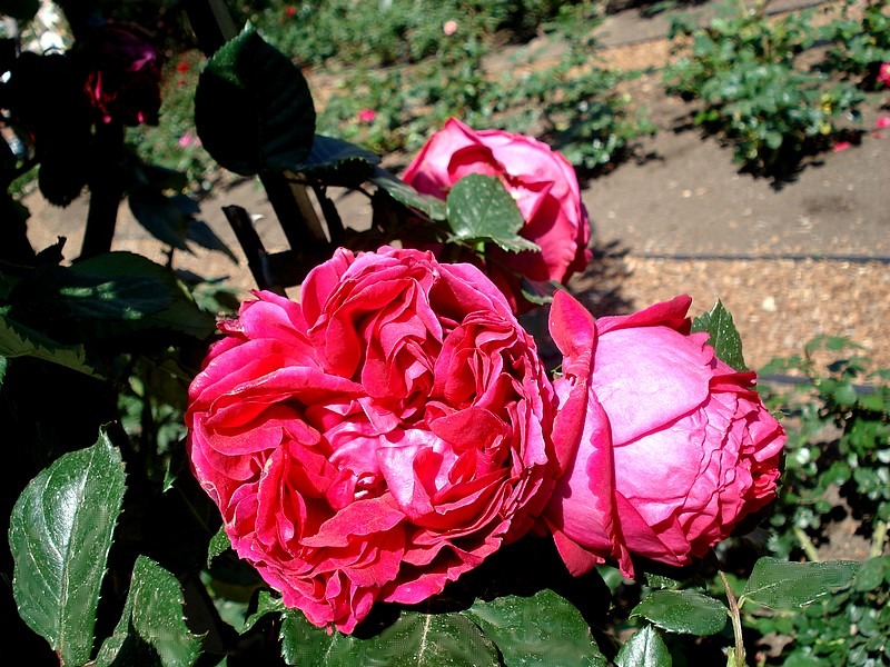 'Eric Tabarly ®' rose photo