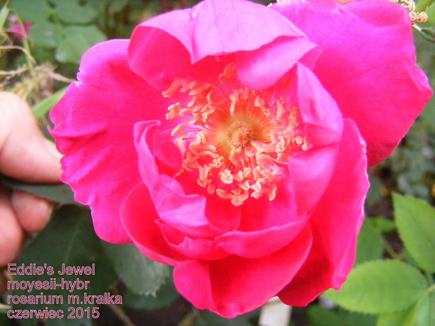'Eddie's Jewel' rose photo