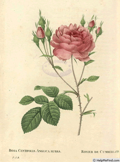 '<i>Rosa centifolia Anglica rubra</i>' rose photo