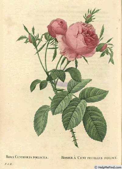 'Rosa centifolia foliacea' rose photo
