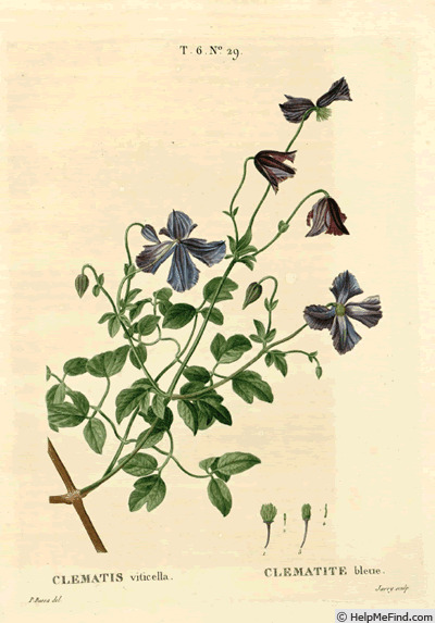 '<i>C. viticella</i> L.' clematis photo