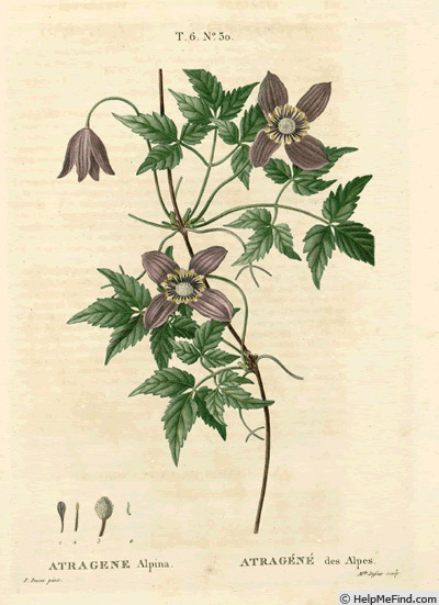 '<i>Atragene alpina</i> L. Synonym' clematis photo