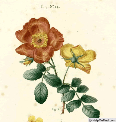 'R. eglanteria punicea' rose photo