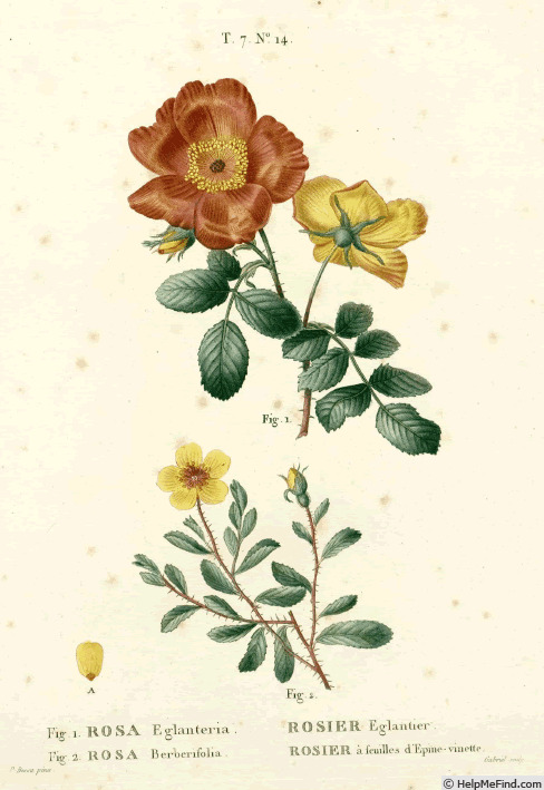 'R. berberifolia' rose photo