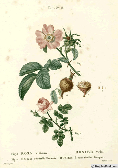 '<i>R. villosa</i>' rose photo