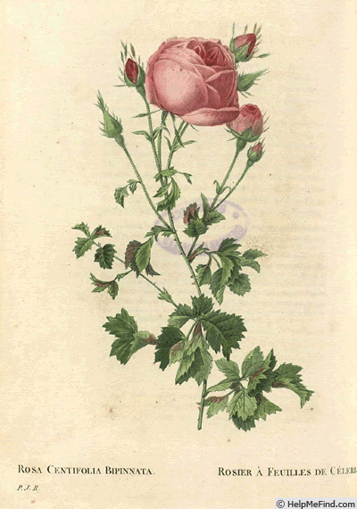 '<i>Rosa centifolia</i>, var. <i>bipinnata</i>' rose photo