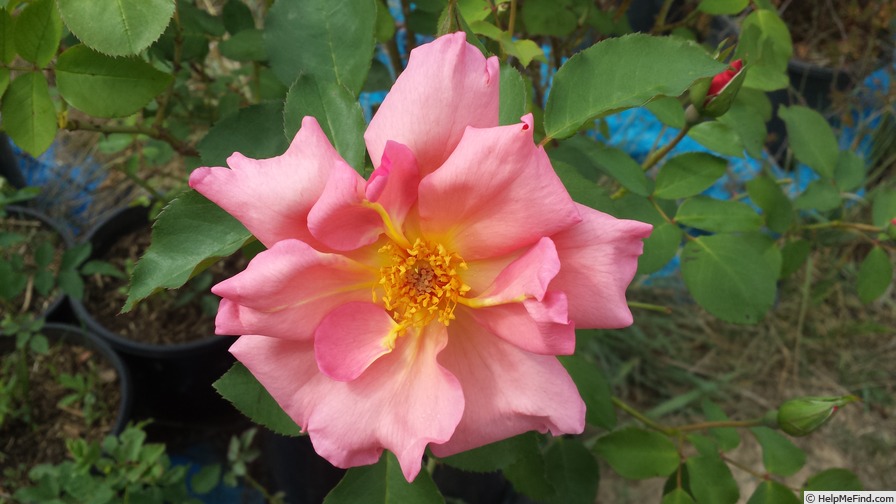 'Rod Beechey' rose photo